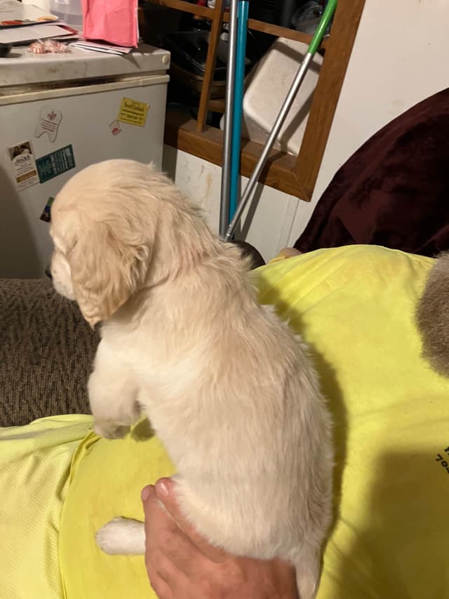 Golden Retriever Puppies media 26