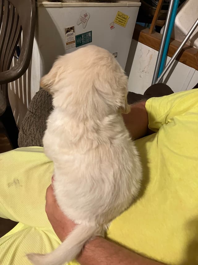 Golden Retriever Puppies media 28