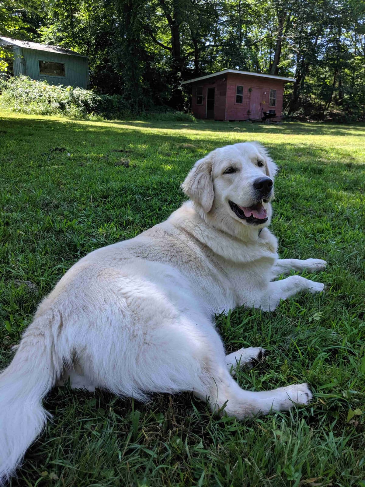 Golden Retriever Puppies breeder image 2