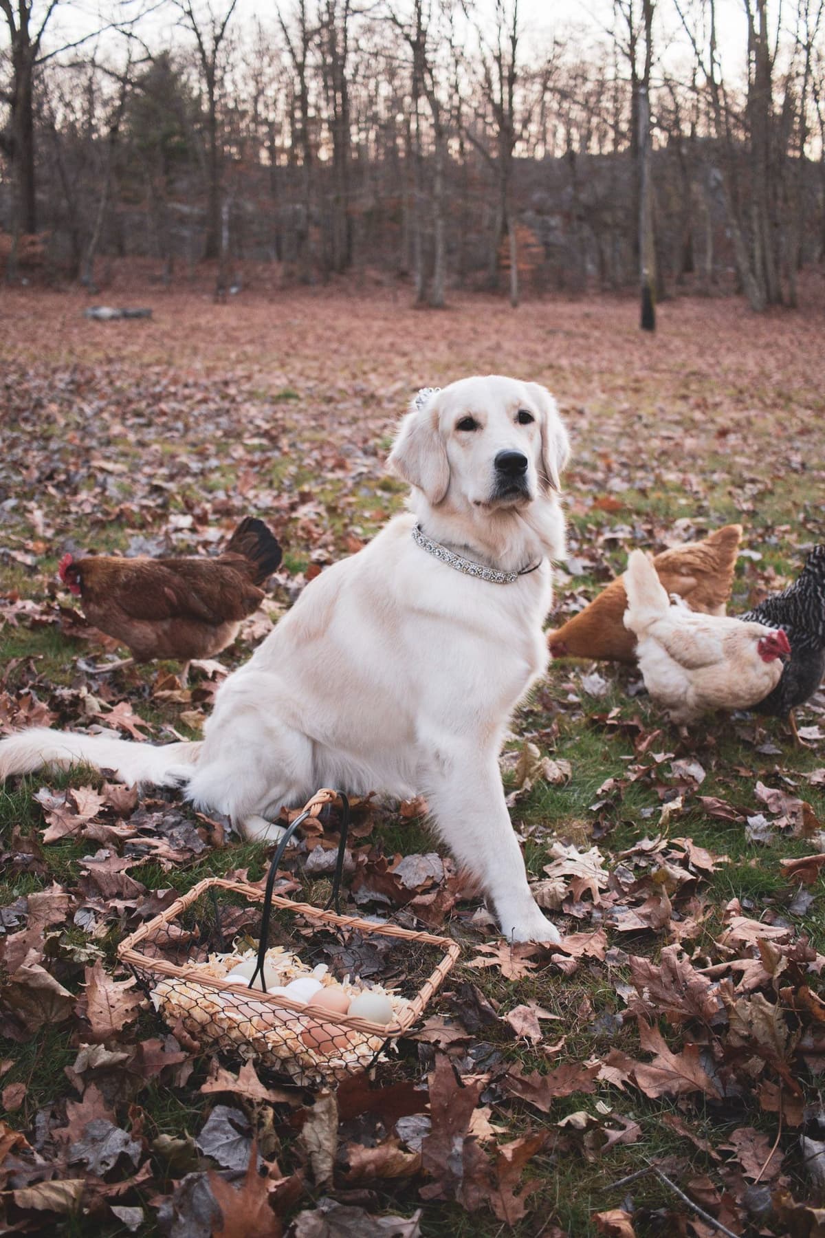 Golden Retriever Puppies breeder image 3