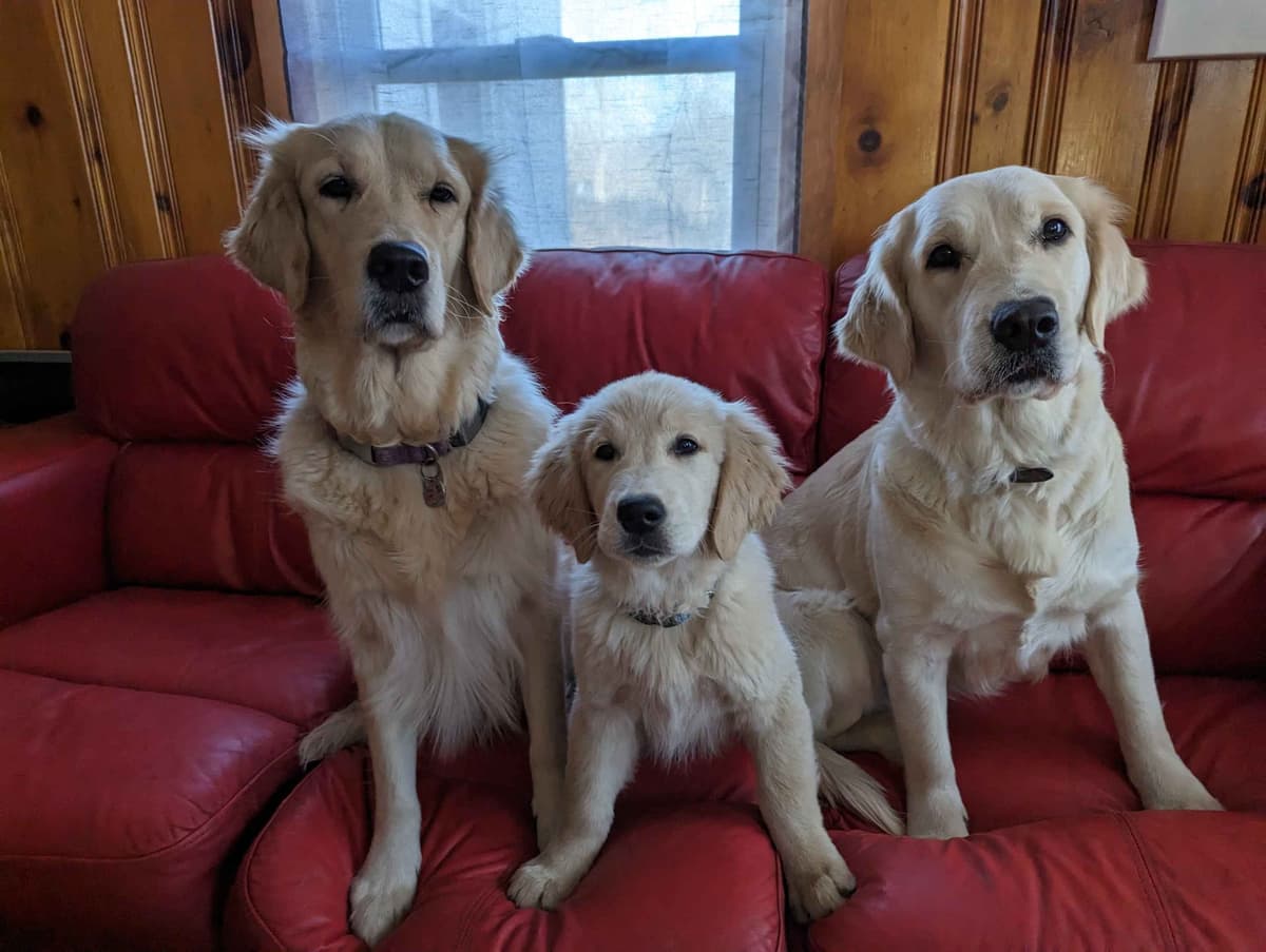 Golden Retriever Puppies breeder image 4