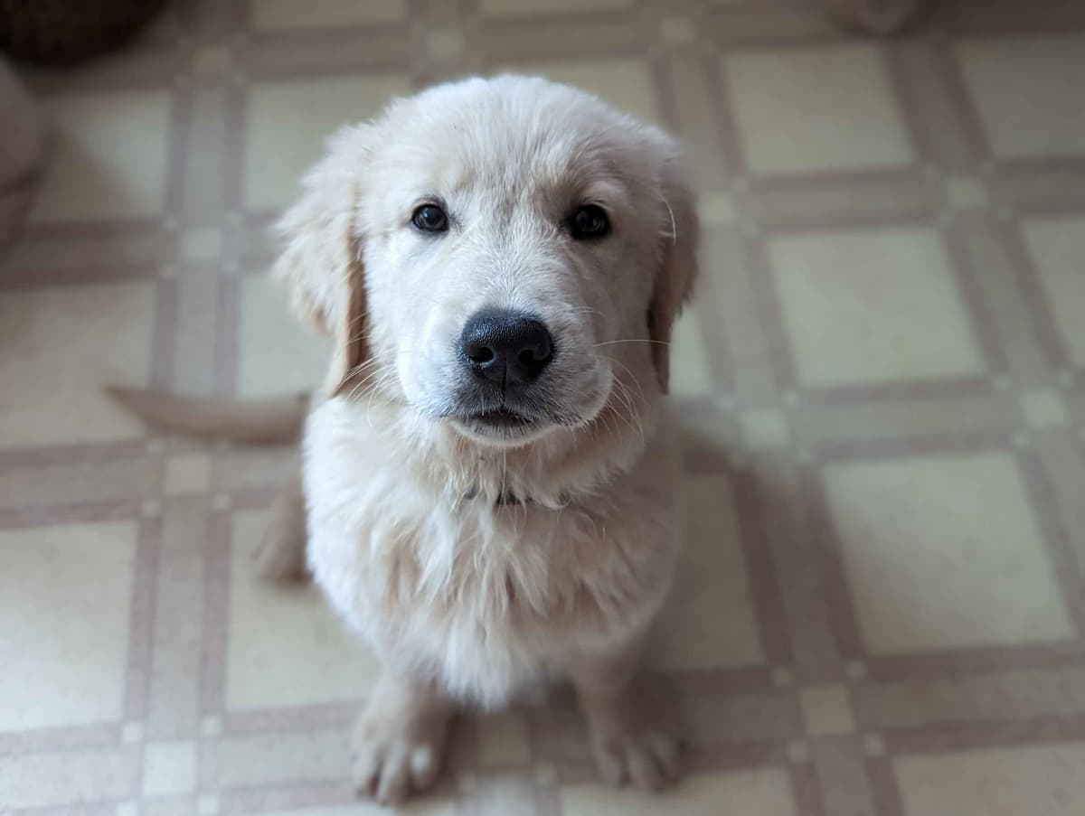 Golden Retriever Puppies breeder image 5