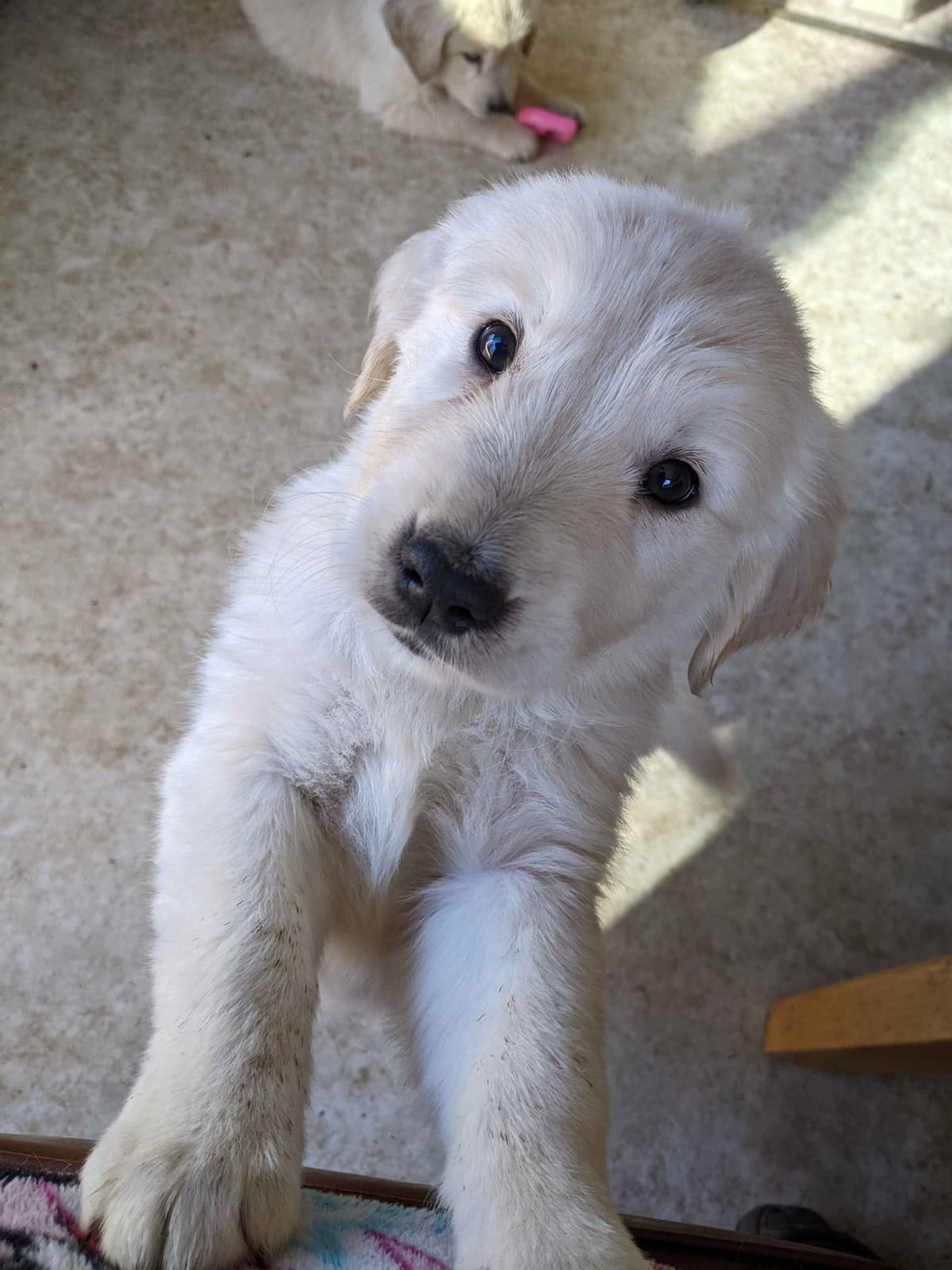 Golden Retriever Puppies breeder image 6