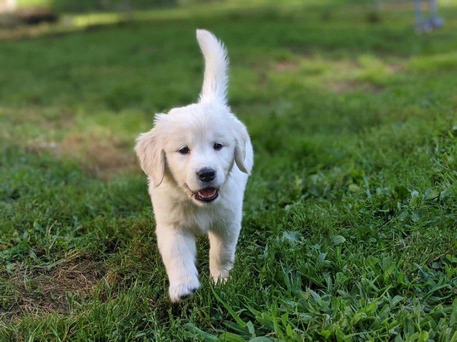 Golden Retriever Puppies breeder image 7