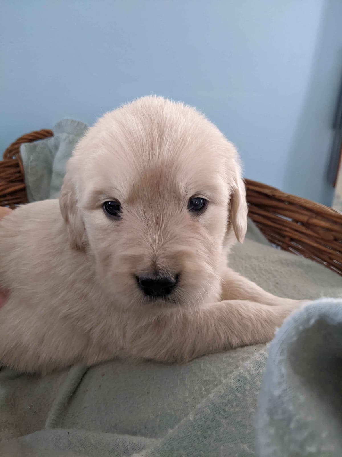 Golden Retriever Puppies breeder image 9