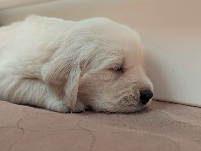 Golden Retriever Puppies media 2