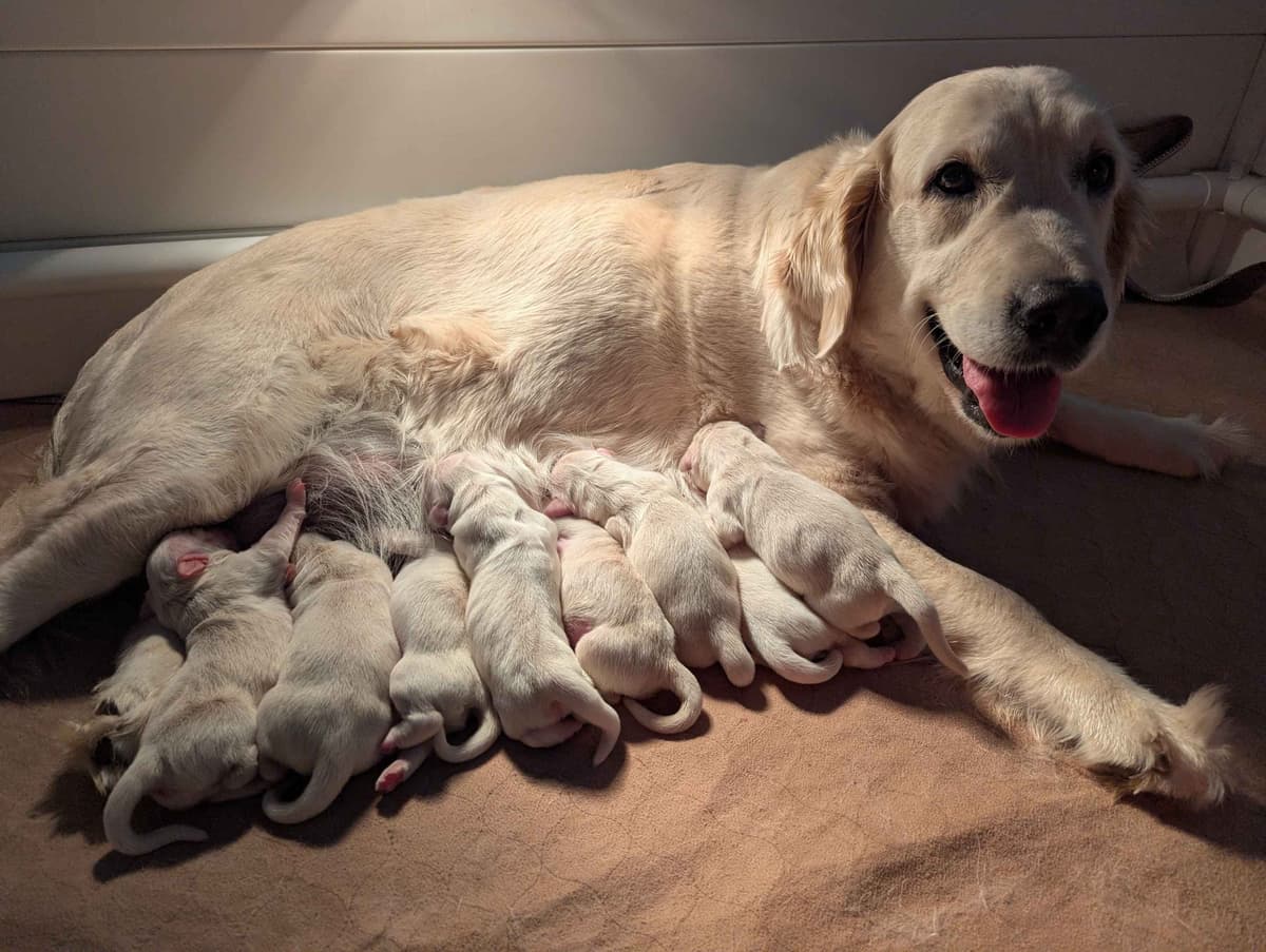 Golden Retriever Puppies breeder image 15