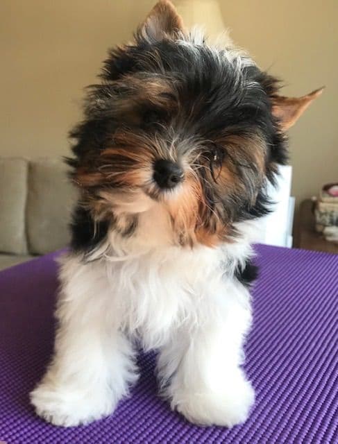 Biewer Terrier Puppies breeder image 5