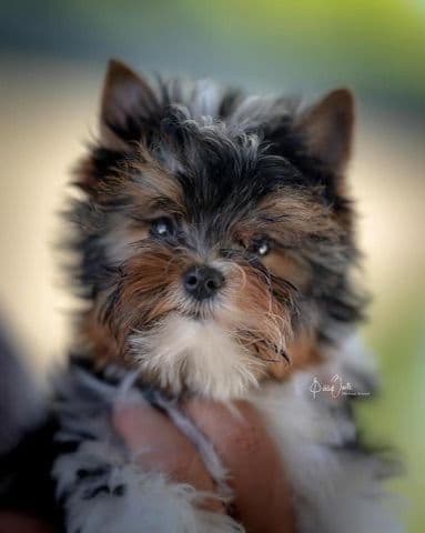 Biewer Terrier Puppies breeder image 8