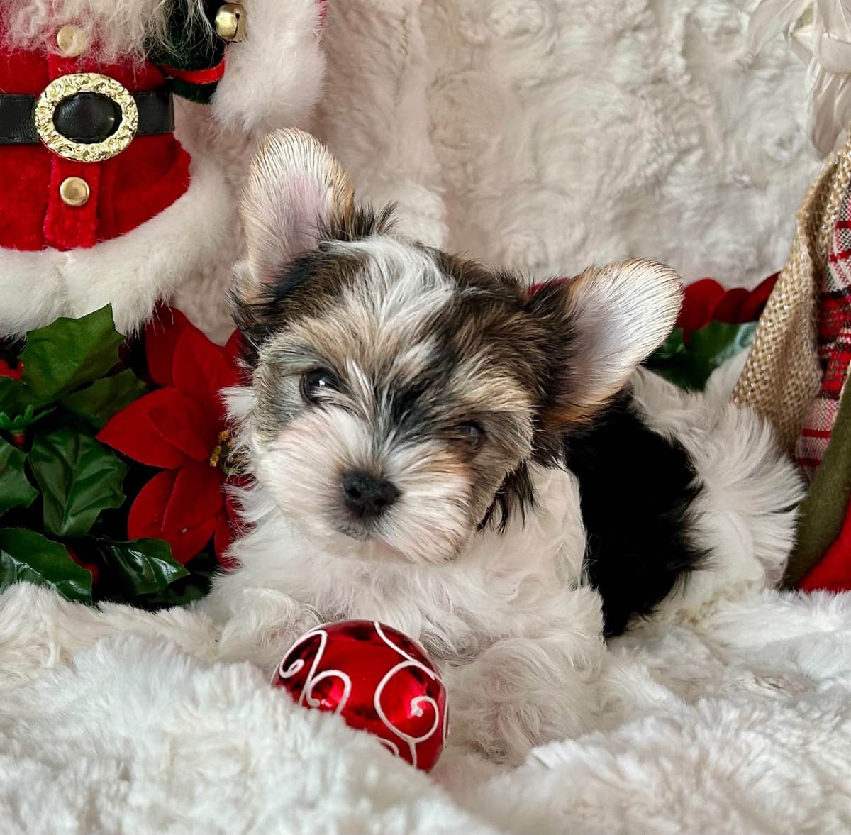 Biewer Terrier Puppies breeder image 14
