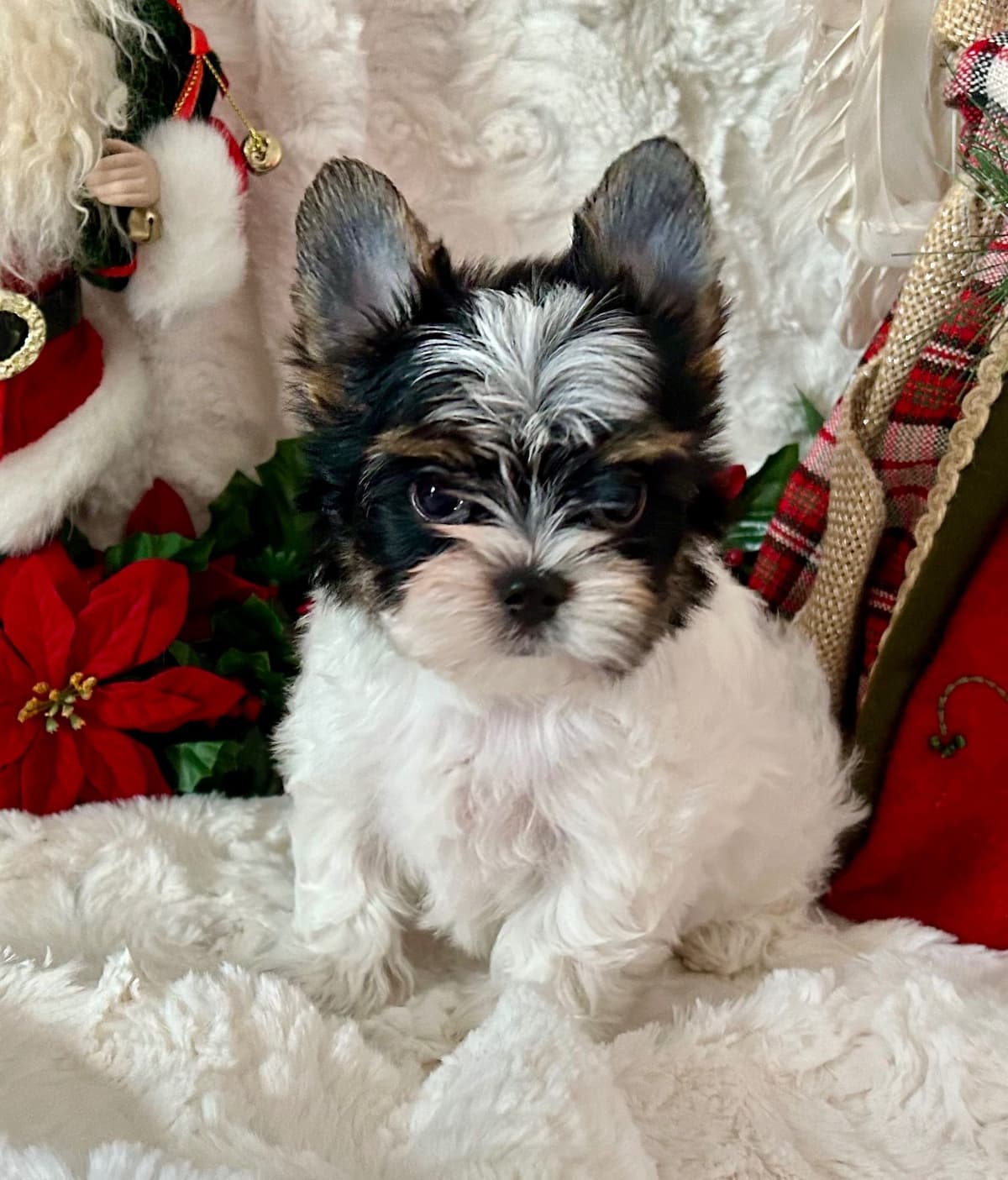Biewer Terrier Puppies breeder image 17