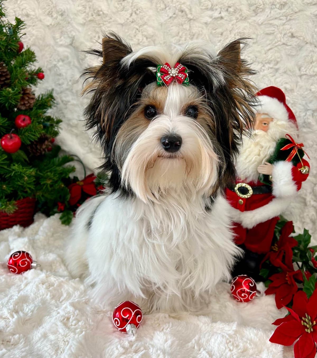 Biewer Terrier Puppies breeder image 18