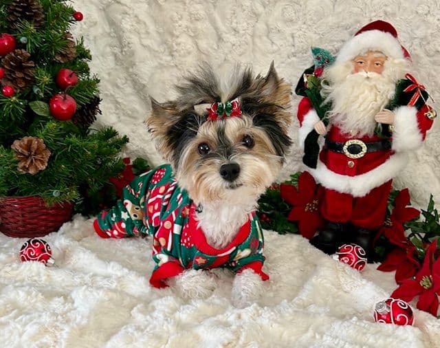 Biewer Terrier Puppies breeder image 16