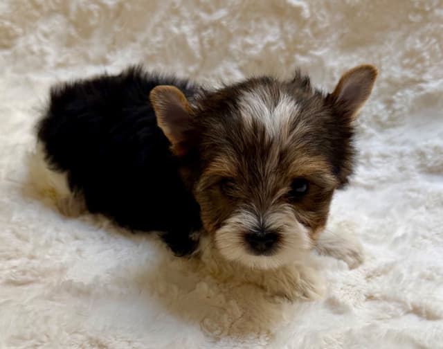 Biewer Terrier Puppies media 3