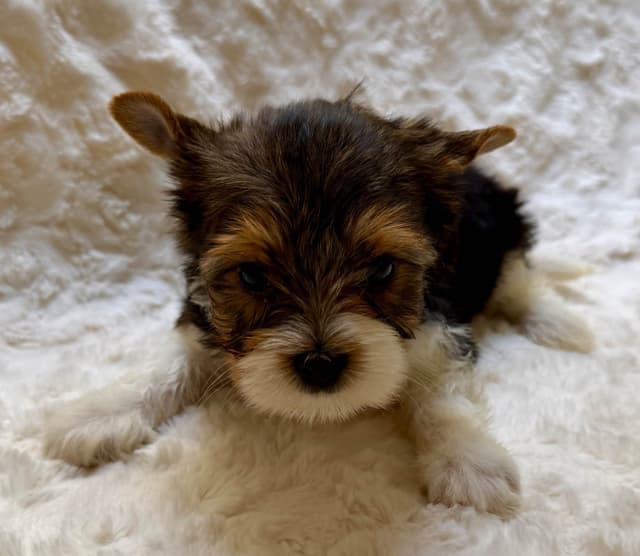 Biewer Terrier Puppies media 4