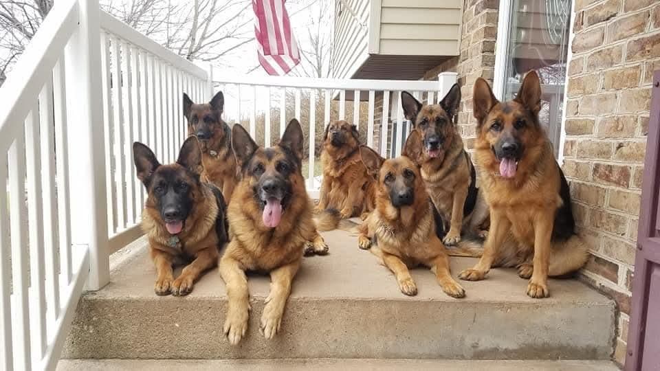 German Shepherd Dog Puppies breeder image 1