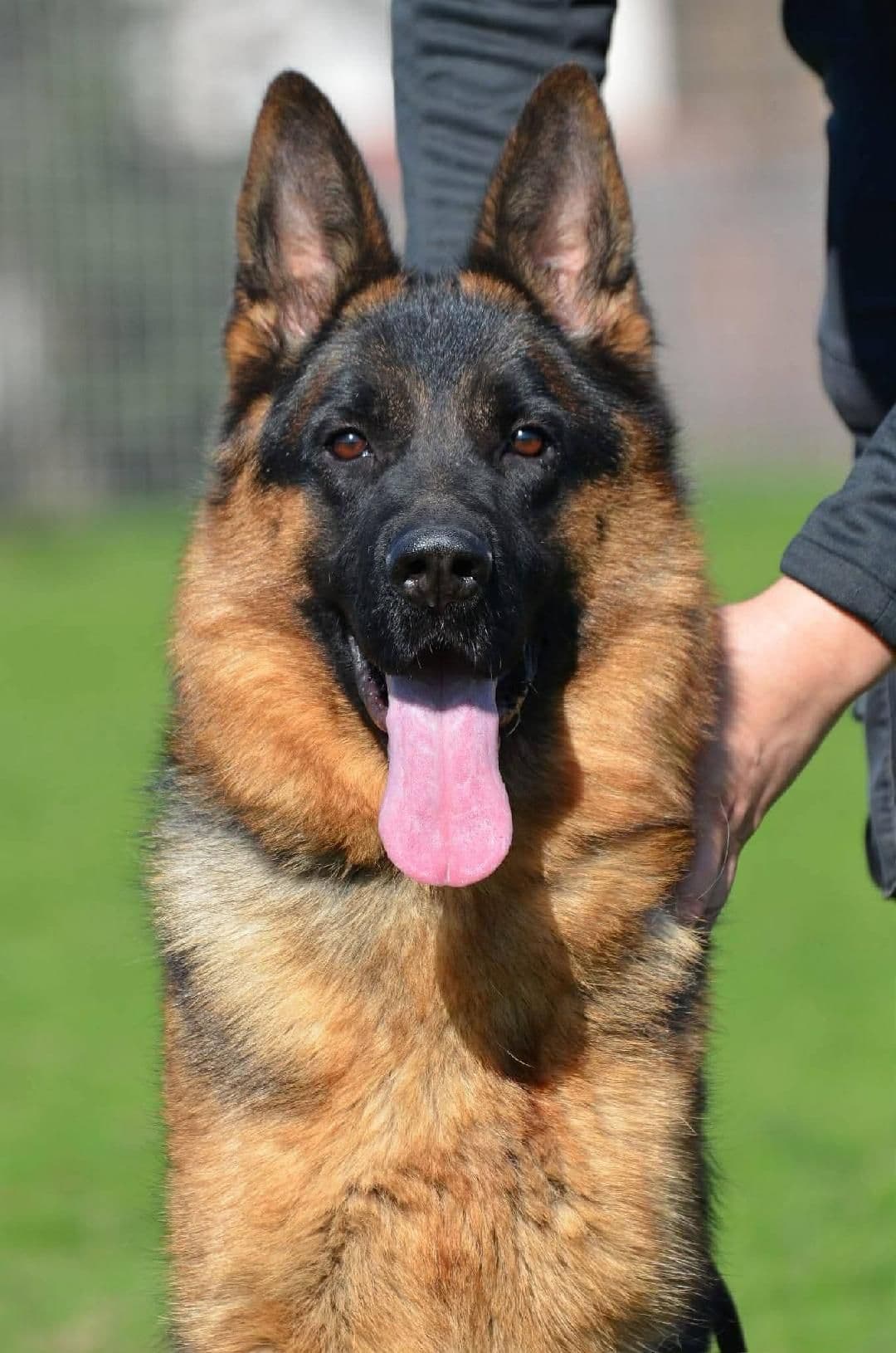 German Shepherd Dog Puppies breeder image 3