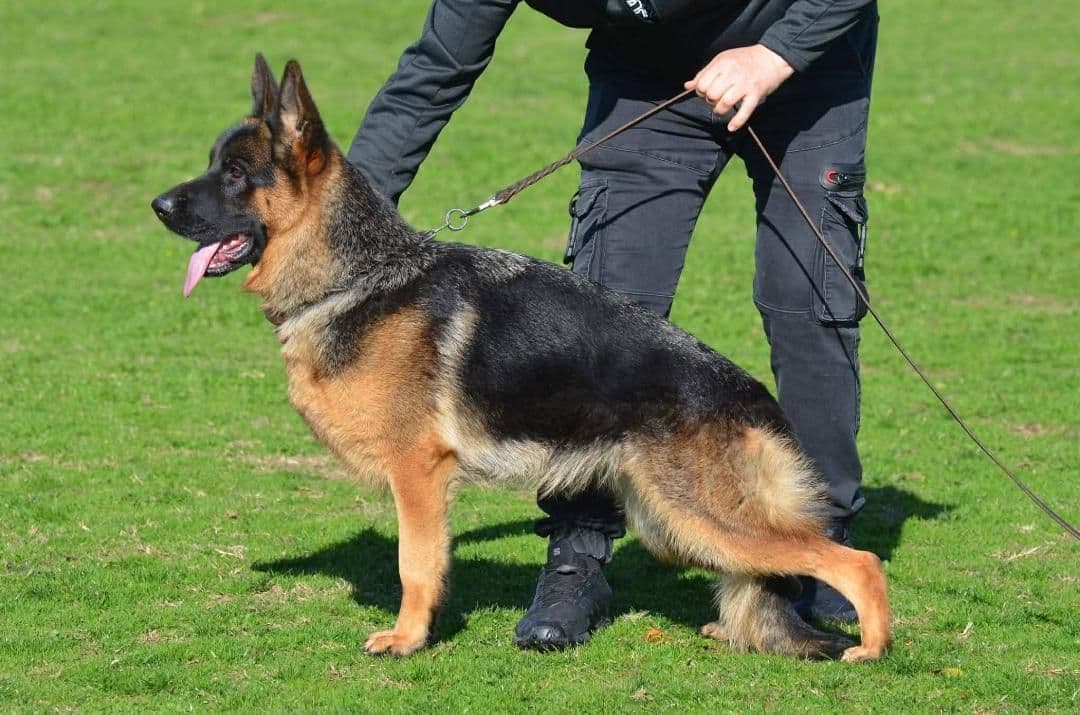 German Shepherd Dog Puppies breeder image 4