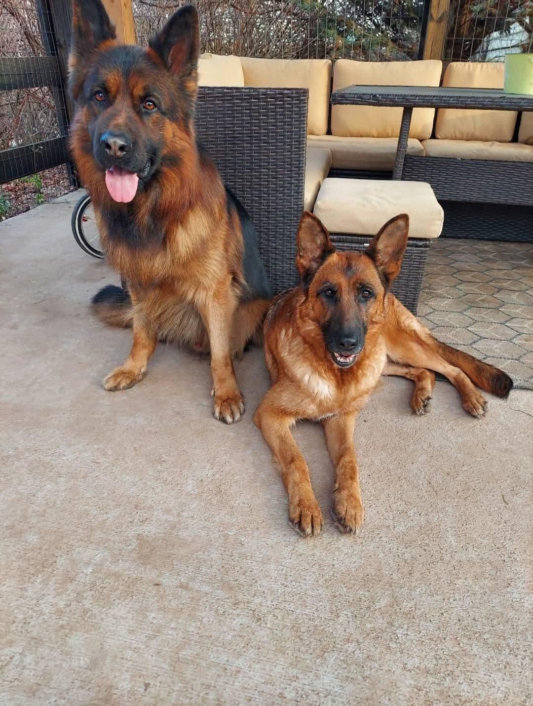 German Shepherd Dog Puppies breeder image 5