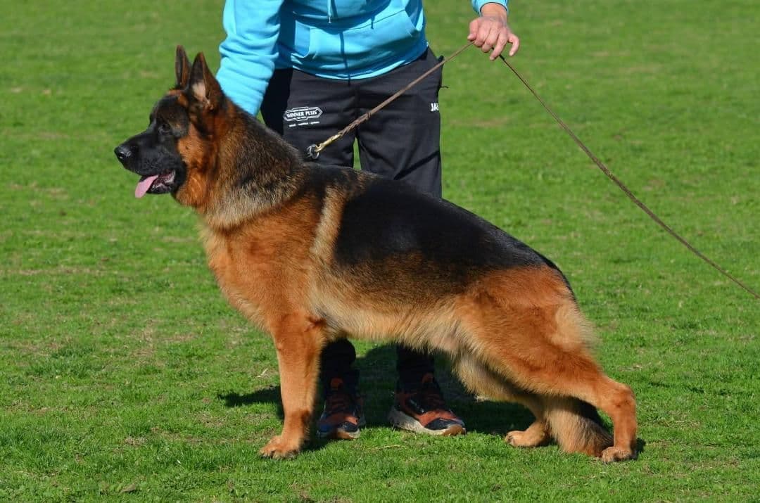 German Shepherd Dog Puppies breeder image 7