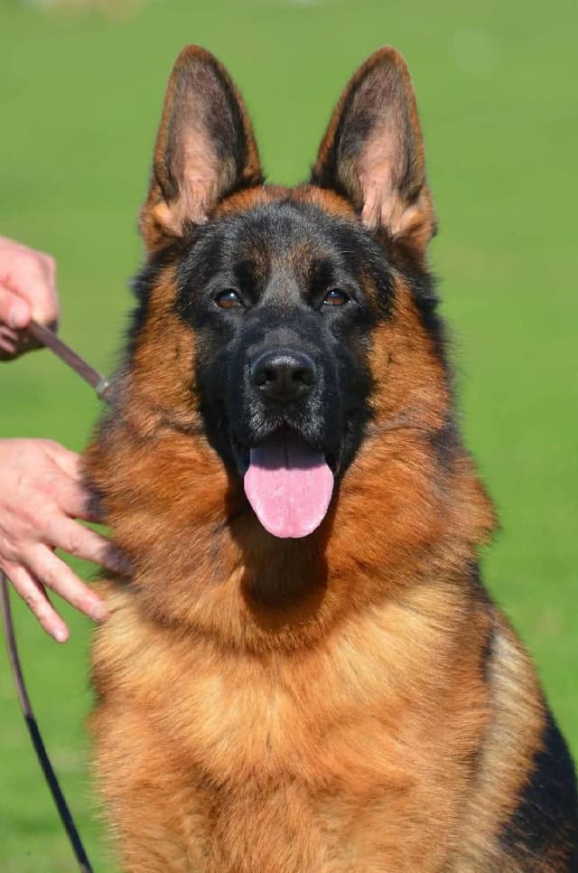 German Shepherd Dog Puppies media 3