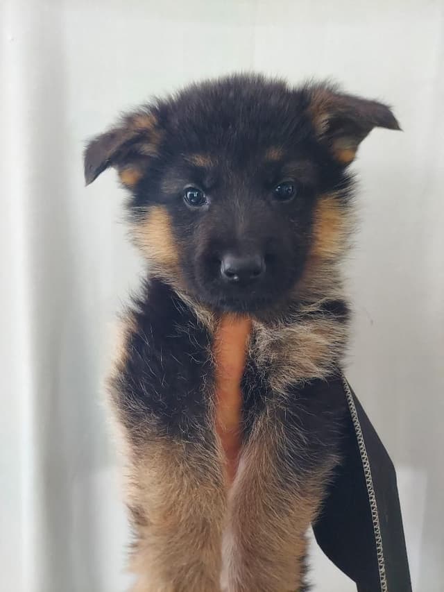 German Shepherd Dog Puppies media 6