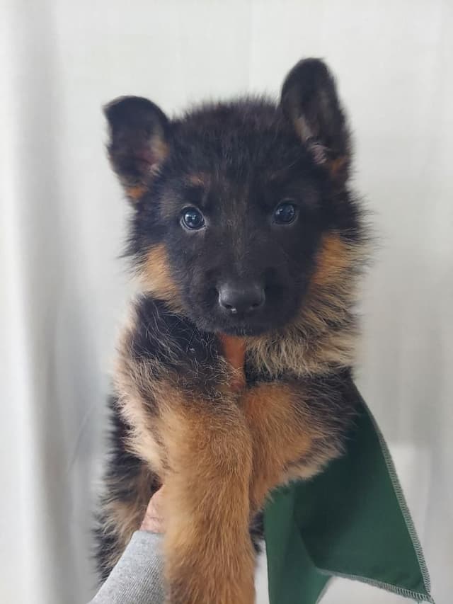 German Shepherd Dog Puppies media 7