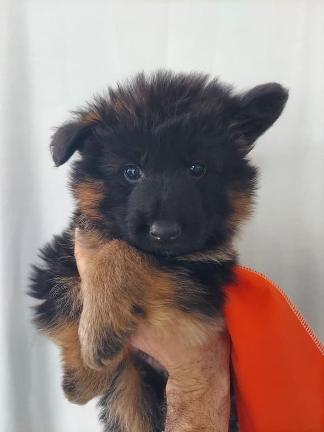 German Shepherd Dog Puppies media 8