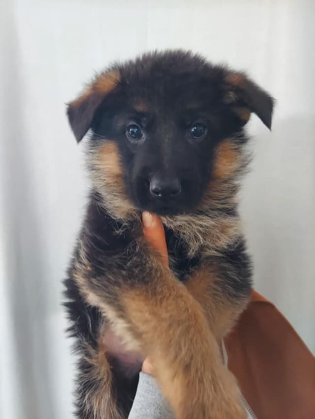 German Shepherd Dog Puppies media 9