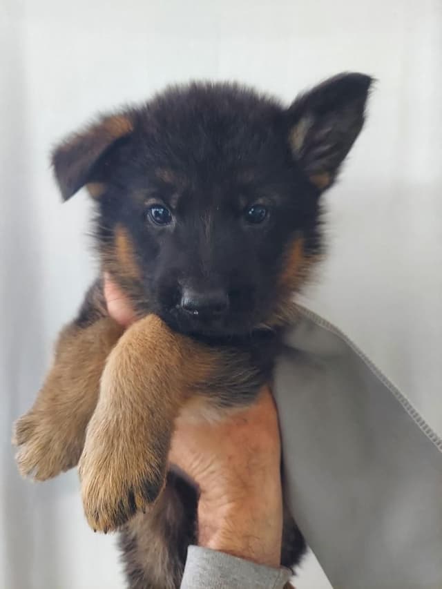 German Shepherd Dog Puppies media 10