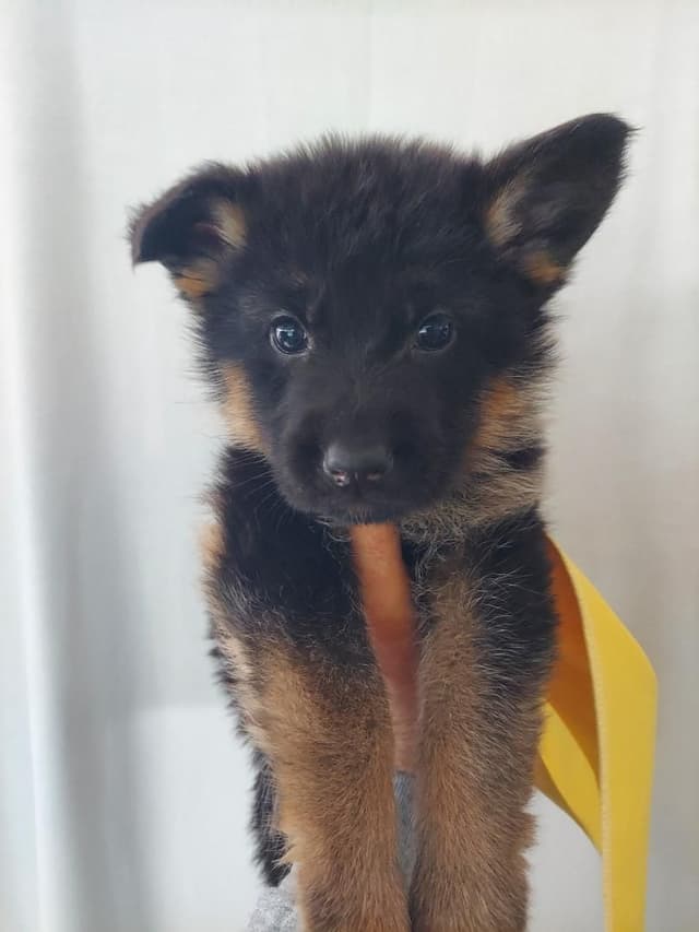 German Shepherd Dog Puppies media 11
