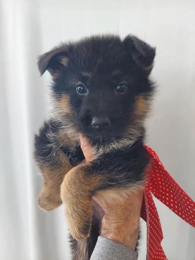 German Shepherd Dog Puppies media 12