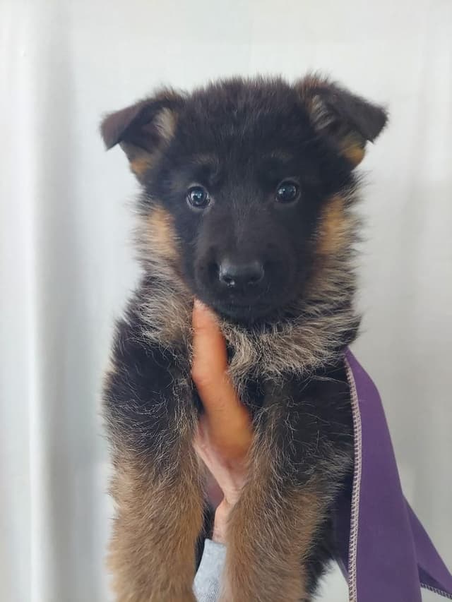 German Shepherd Dog Puppies media 13