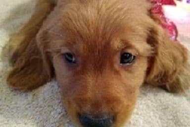 Golden Retriever Puppies breeder image 1