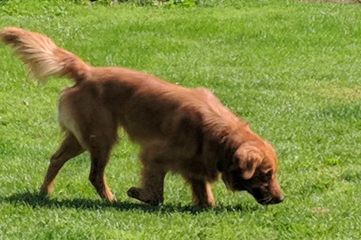 Golden Retriever Puppies breeder image 2