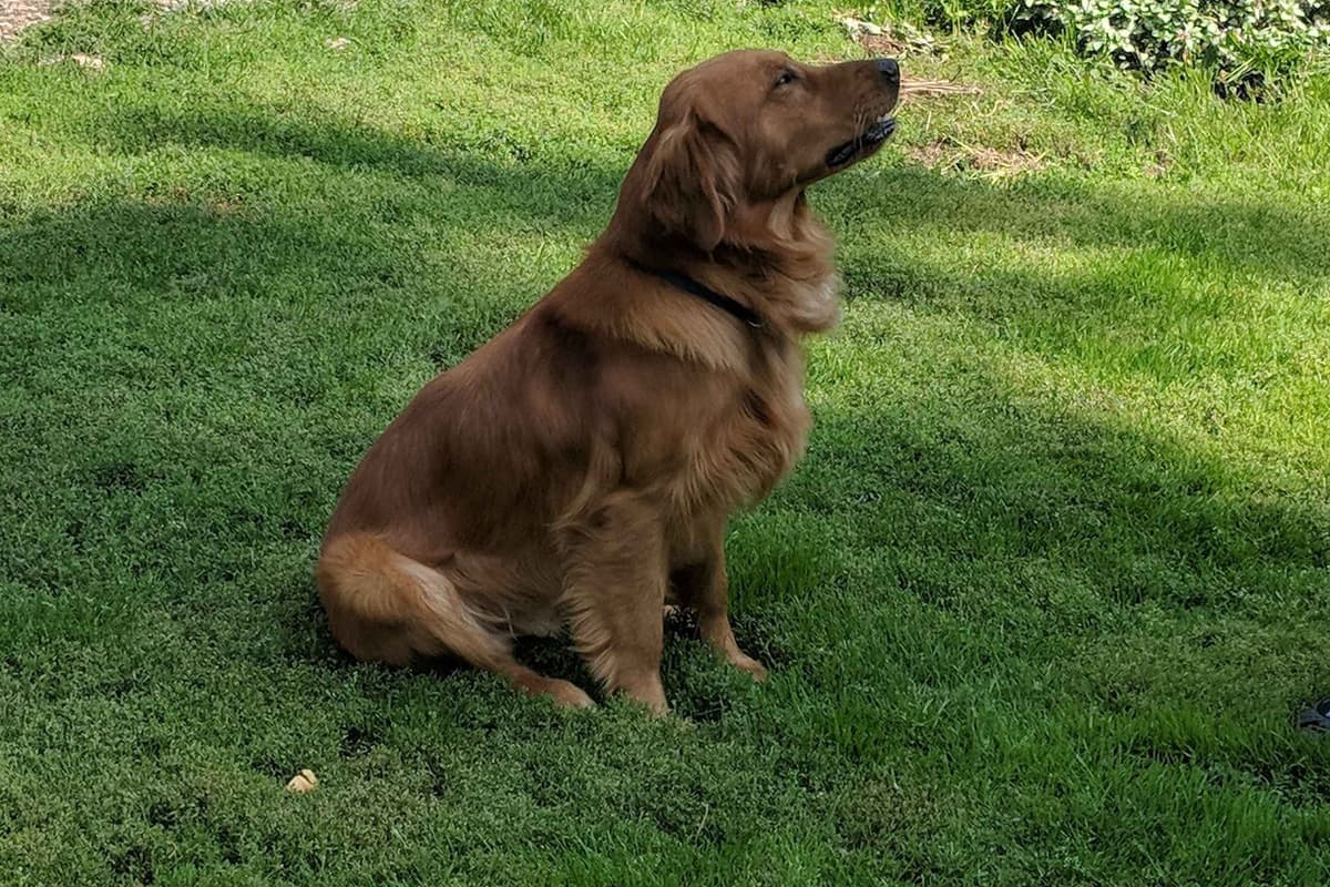 Golden Retriever Puppies breeder image 3