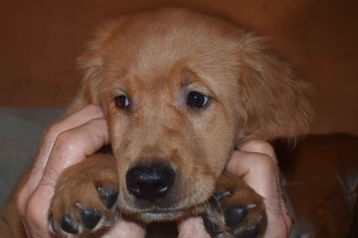 Golden Retriever Puppies breeder image 4