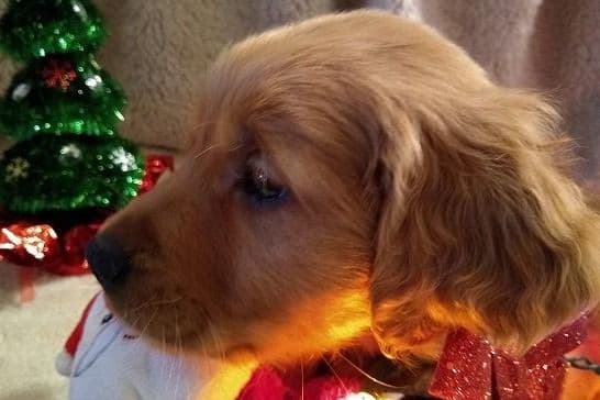 Golden Retriever Puppies breeder image 5