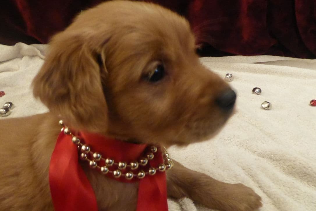Golden Retriever Puppies breeder image 6