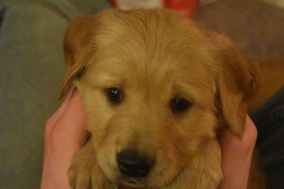 Golden Retriever Puppies breeder image 7