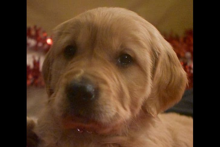 Golden Retriever Puppies breeder image 8