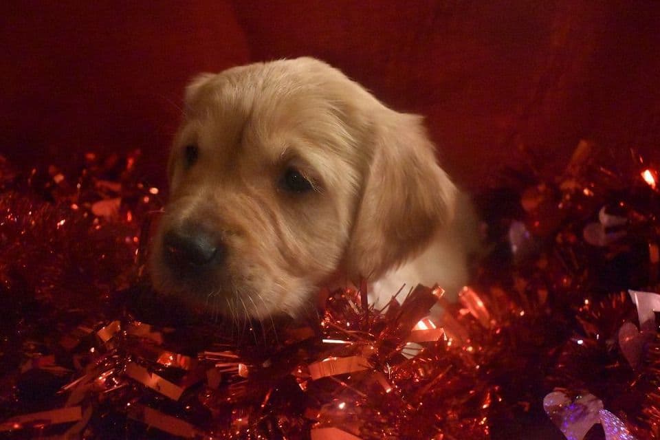 Golden Retriever Puppies breeder image 9