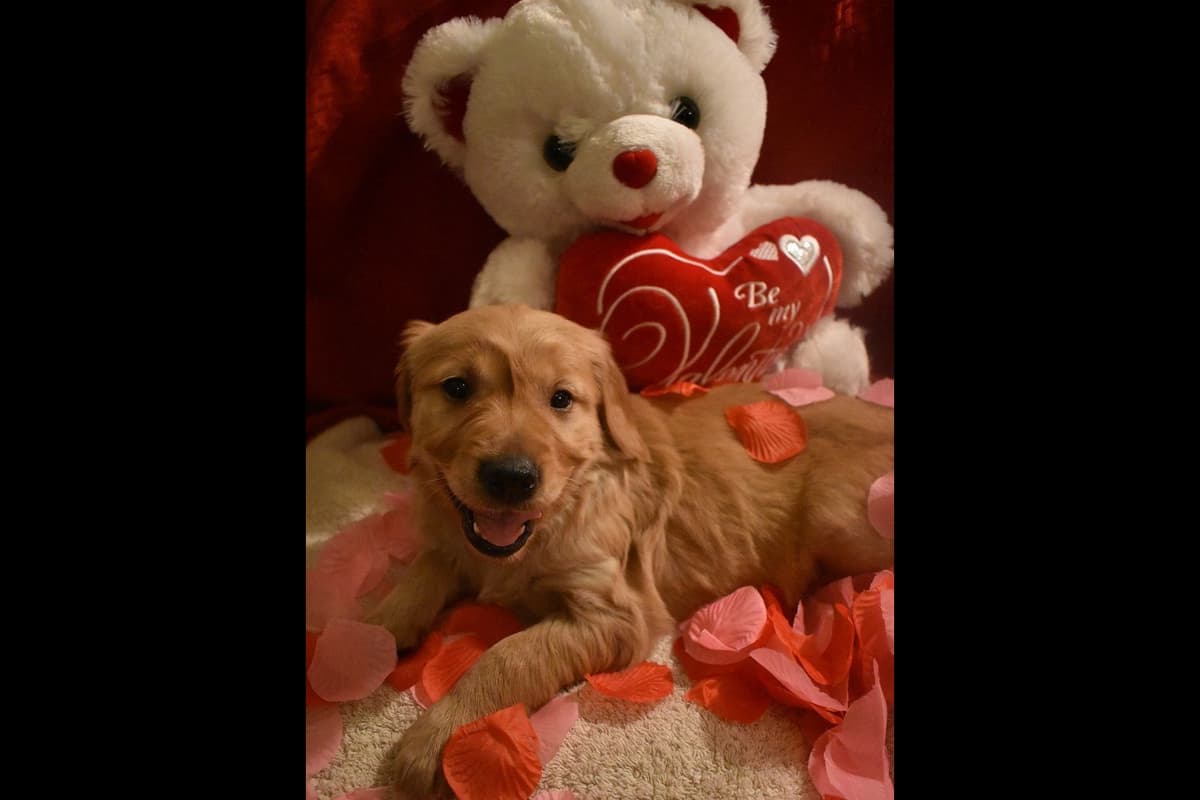 Golden Retriever Puppies breeder image 11