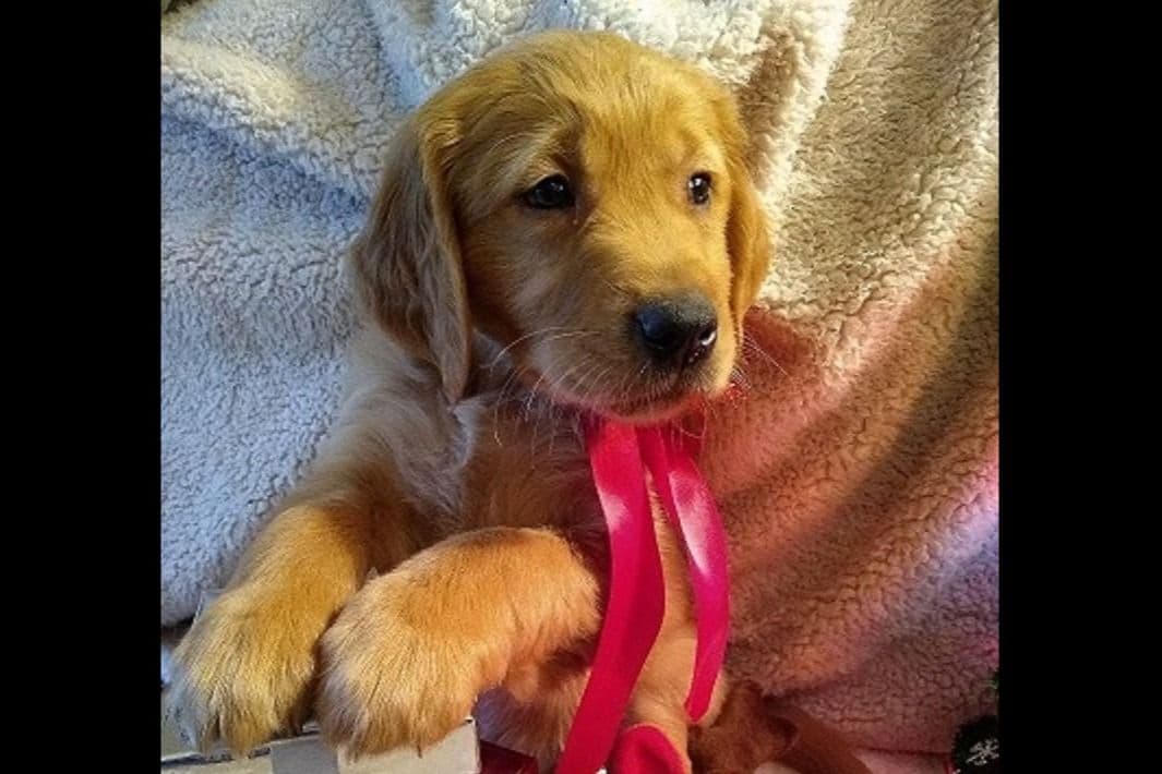 Golden Retriever Puppies breeder image 10