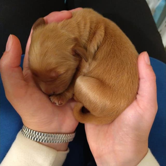 Golden Retriever Puppies media 3