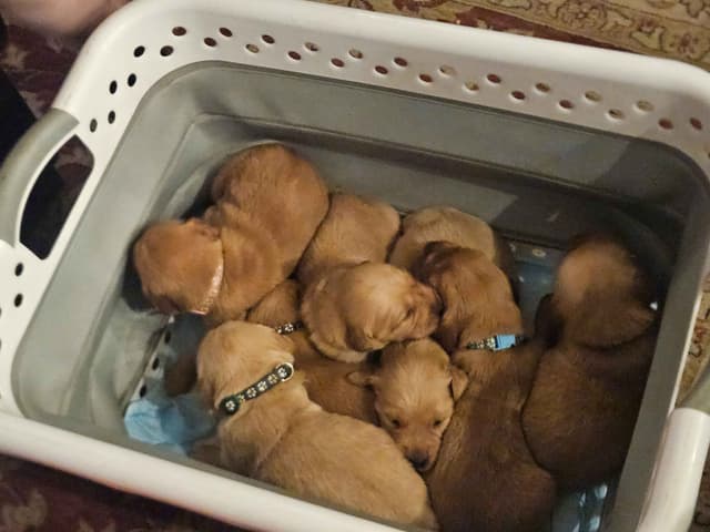 Golden Retriever Puppies media 4