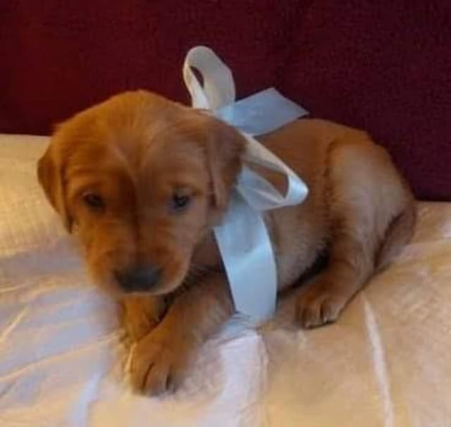 Golden Retriever Puppies media 5