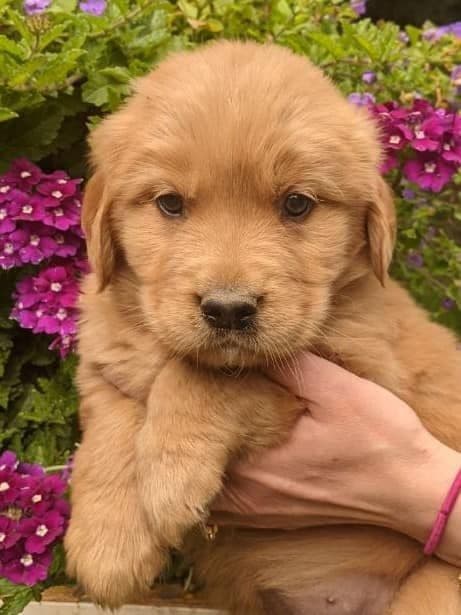 Golden Retriever Puppies media 6