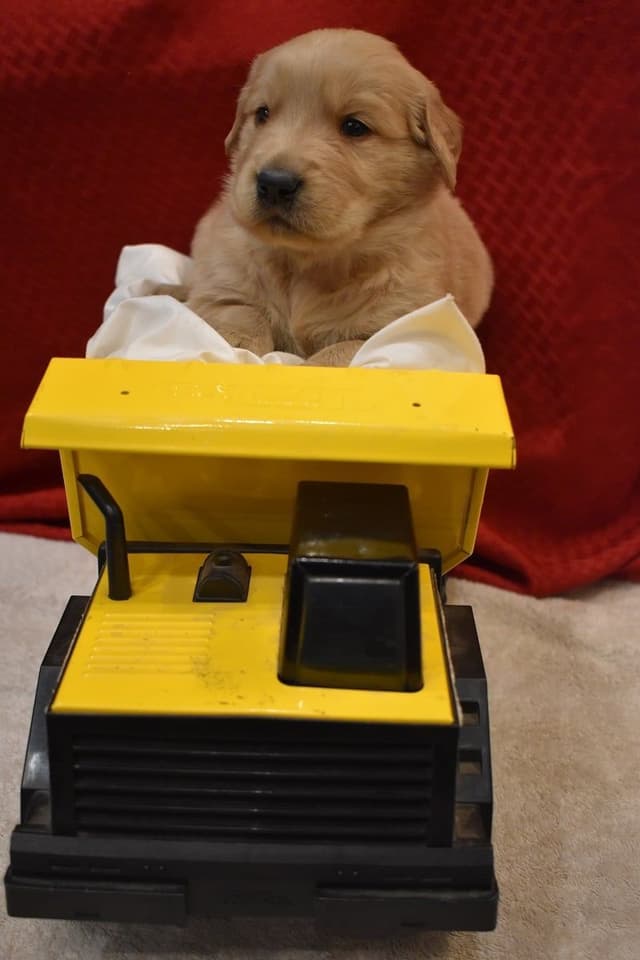 Golden Retriever Puppies media 7