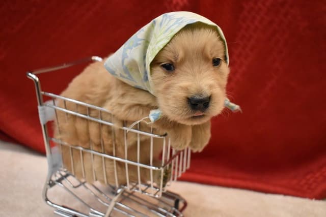 Golden Retriever Puppies media 8